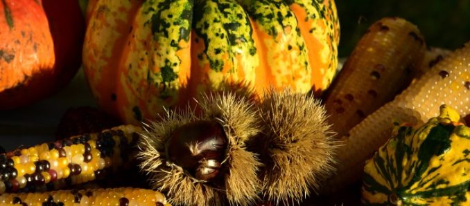 legumes-automne Légumes qui poussent l'automne